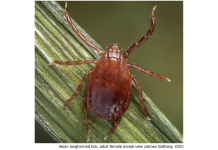Asian Longhorned Tick: What Beef Producers Should Watch and How to Manage Risk